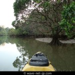mangrove kayak3