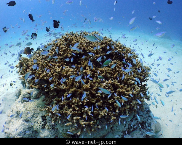ケラマの珊瑚礁